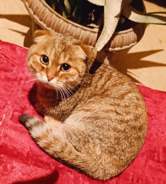 Срочно продаётся (золотая шиншила) девочка