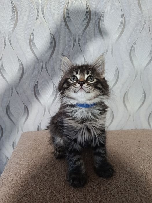 Котята   Мей Кун
