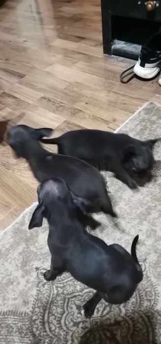 Продавам Пинчери