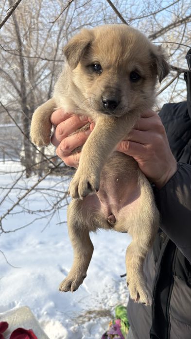 СРОЧНО ищут дом 3 щеночка-девочки