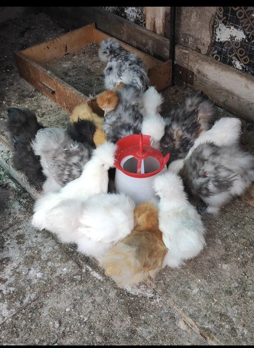 Чифтове американска копринка