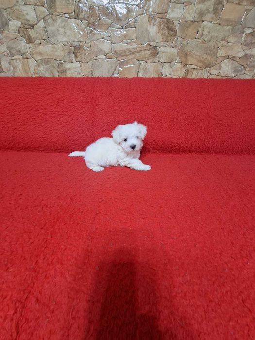 Pui Bichon Maltese