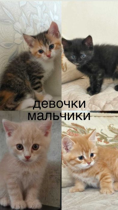 Отдам красивых котят