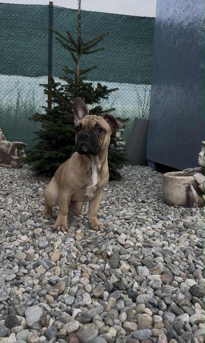 Bulldog Francez Mascul