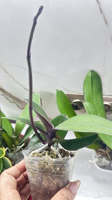 Орхидеи по 2500т