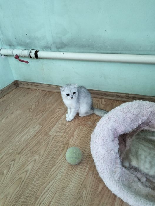 Котята шиншилла серебро