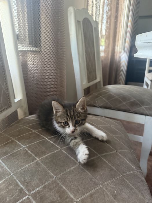 Котята милые умные 2 месяца