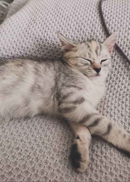 Котенок отдам в добрые руки