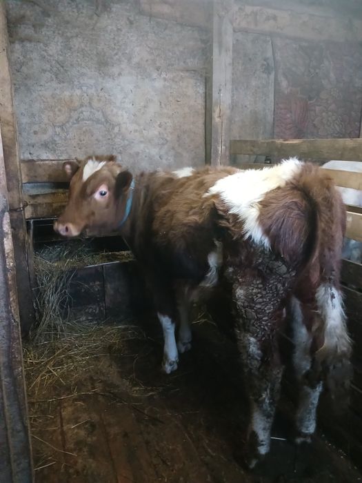 Продам молодняк с откорма 4 головы оптом