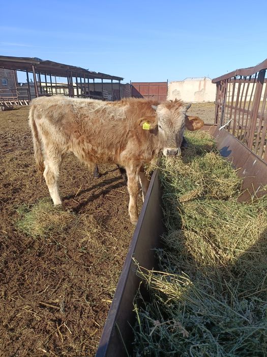 Баспақтар сатылады