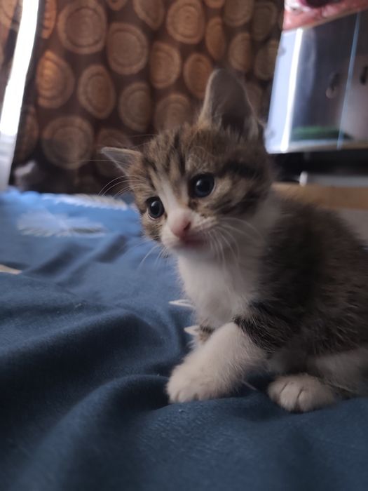 Отдам котят в добрые руки