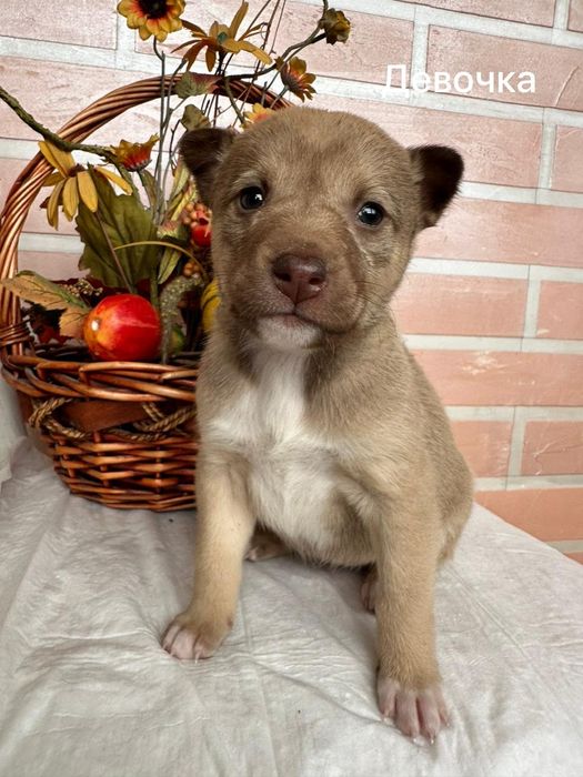 Щенки в поиске дома