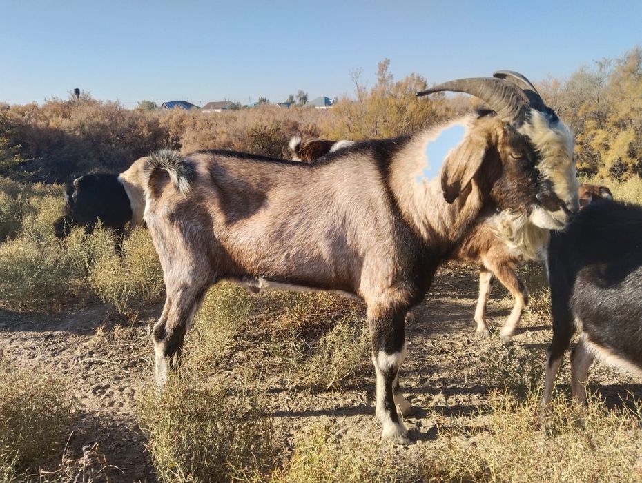 Козы, пародистые