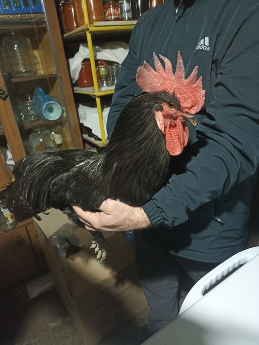 Сотилади!!!  ЖЕРСИ товук курк бýлган донаси 400 дан Сони  та