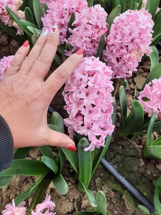 Циклама, зюмбюл, иглика