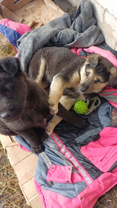 Отдам щенят в добрые руки