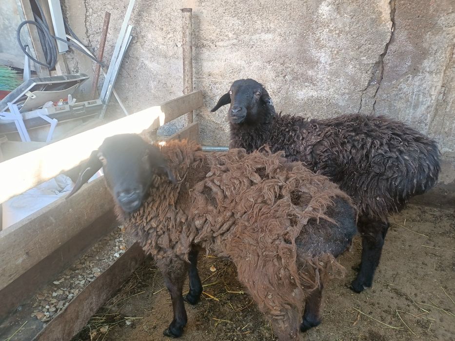 Продам 2-х баранов