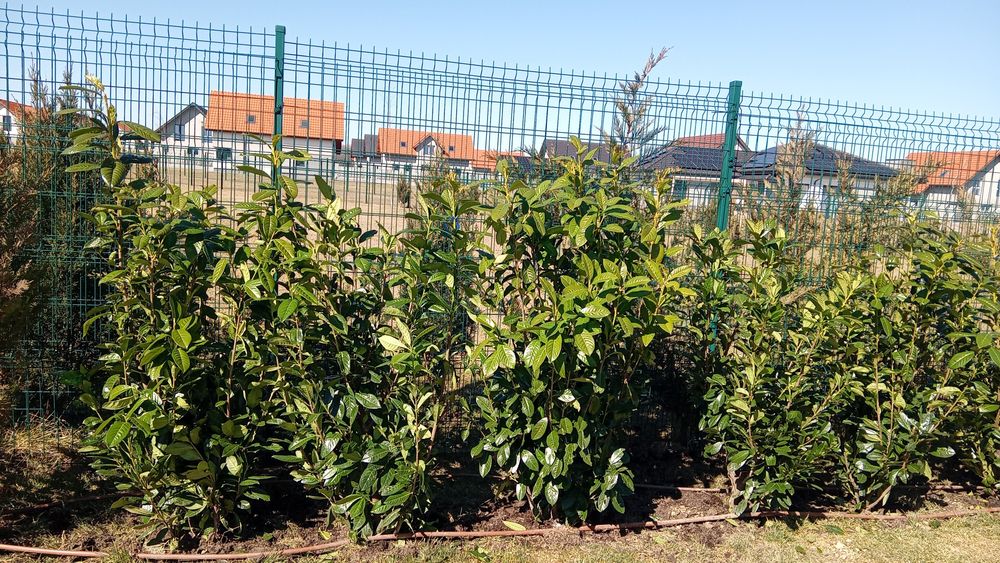 Laur englezesc photinia Red Robin leilandi