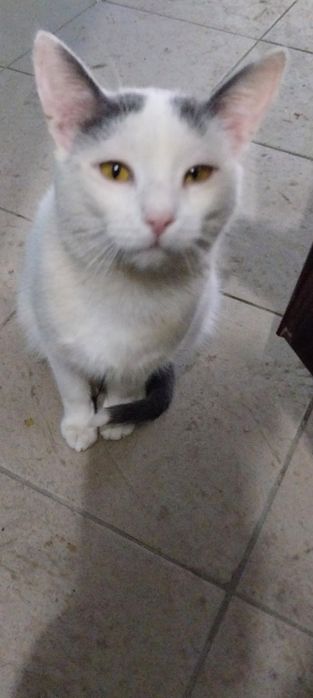 Котенок  в добрые руки