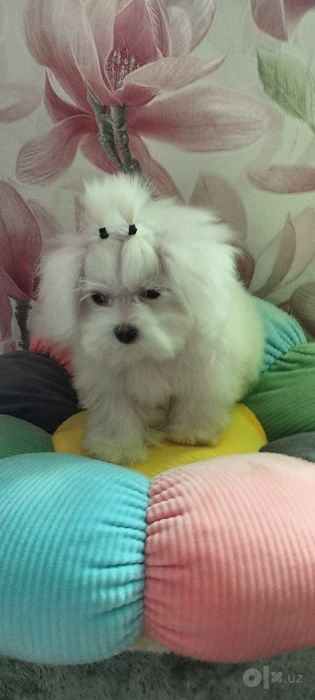 Продаётся мини мальтипу ф 1