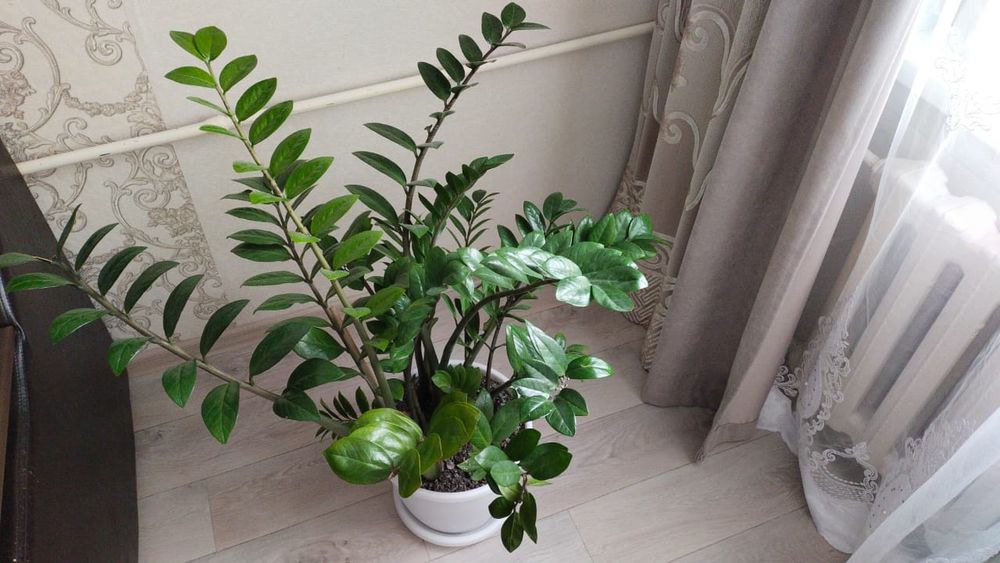 Продам цветок долларовое дерево