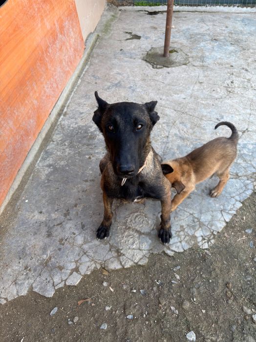 Белгийска Овчарка Малиноа