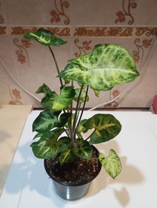 Продам   комнатные цветы