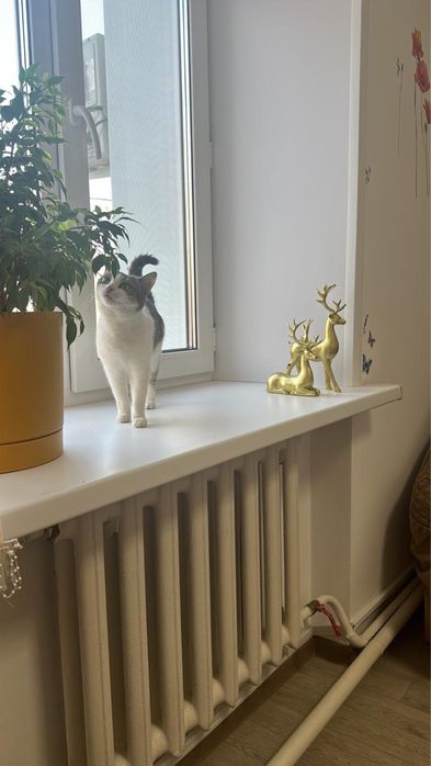 Кошечка ищет любящих хозяев