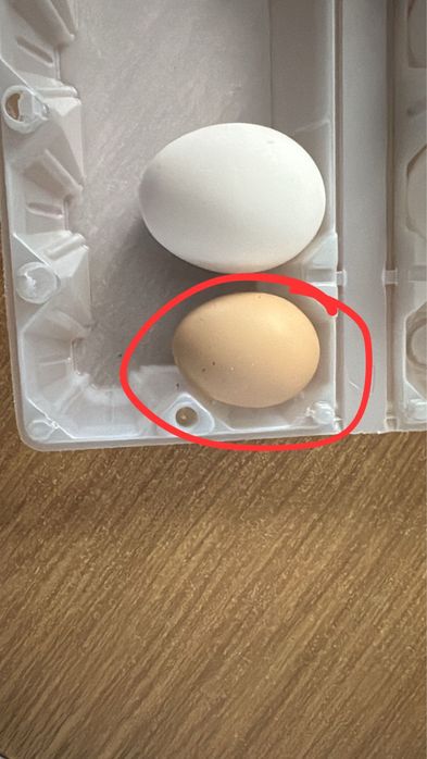 Продам домашнее куриное яйцо молодых кур