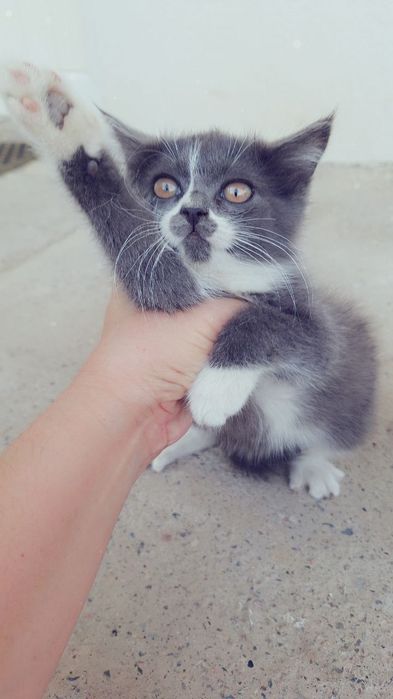 Отдам в хорошие руки котёнка