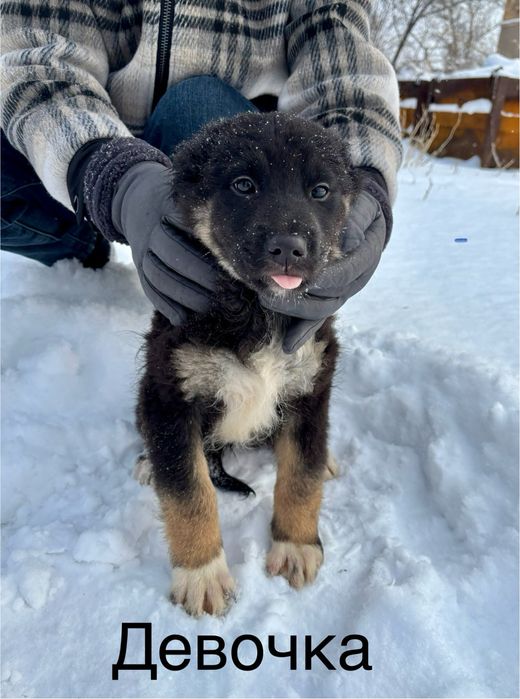 Отдадим щенков в хорошие руки