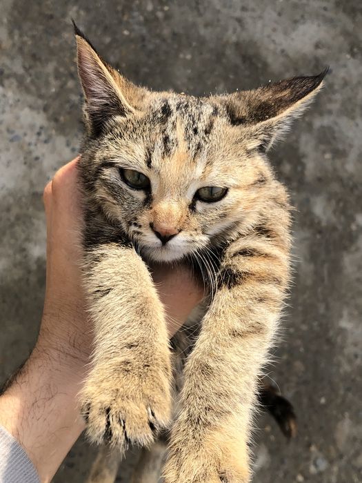 On jinsiy aloqa rasmlar