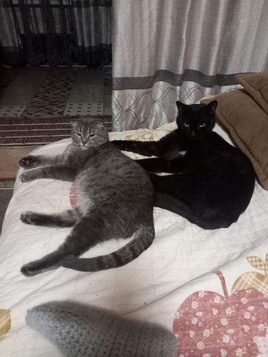 Уникальные и ласковые котята в добрые руки!