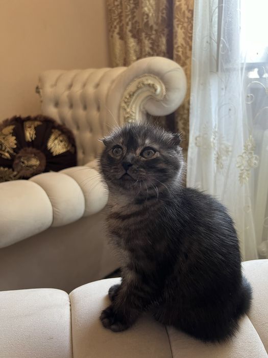 Скотиш Фолд Вислоуха