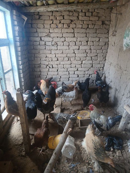 tovuq xoʻrozlar sotiladi