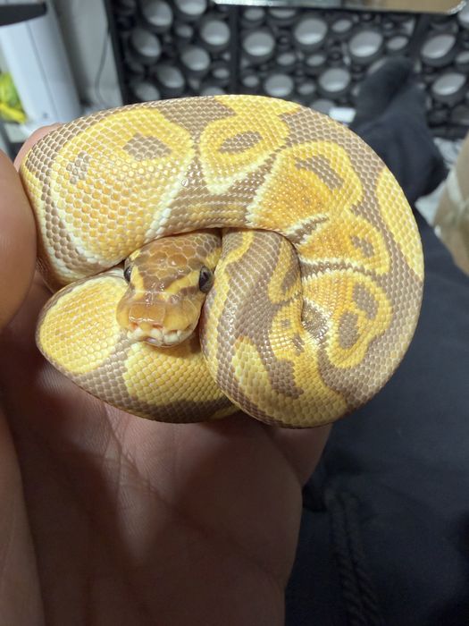 Продам королевских питонав
