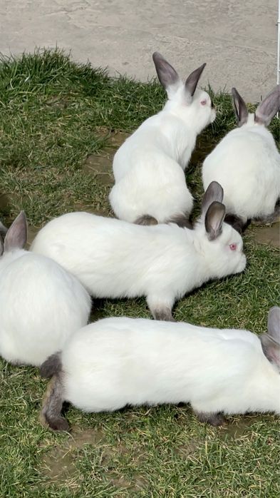 Kalifornia zotli quyon