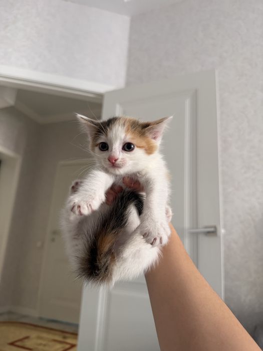 Котенки 1 месяцев СРОЧНО ПРОДАМ
