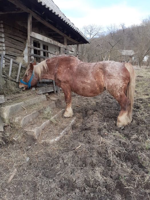Vând iapă gestantă