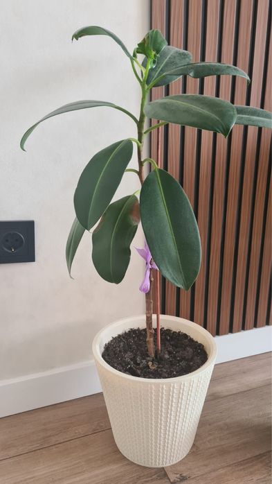 Продам домашние цветы