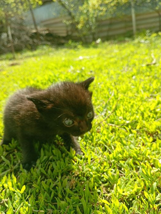 Продам двое котят