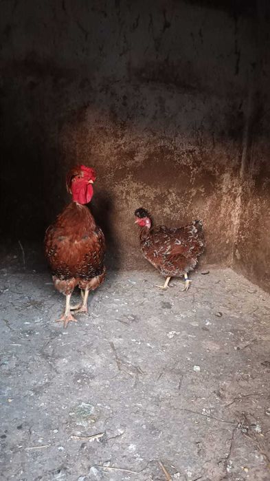 Pereche motate portelan gat golas