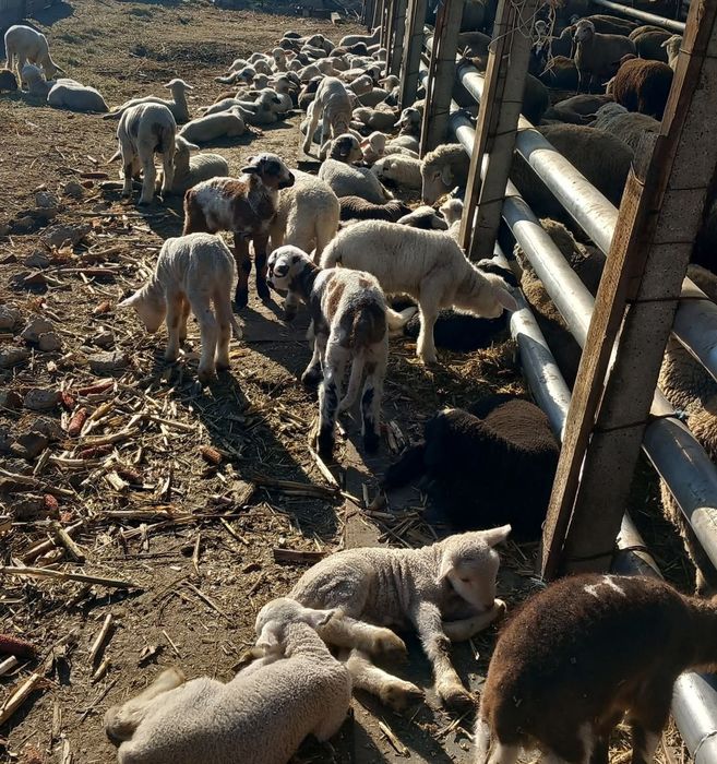 Vând miei- com.Braniștea-jud.Galati 45 lei kg