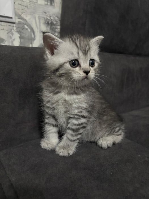 Продам котят чистокровных