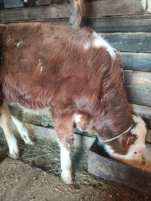 Продам подсосные бычки