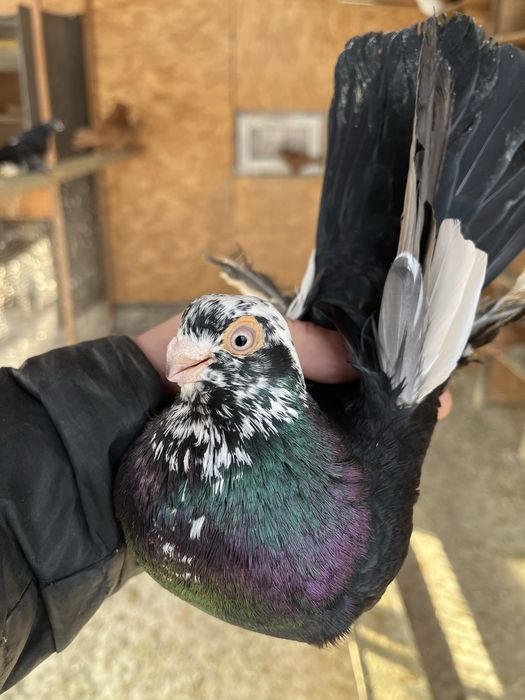 Продам  голубей!