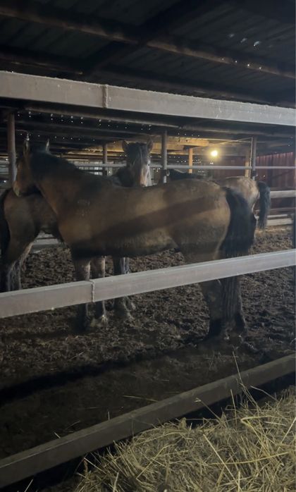 Айгыр  (мугалжар)