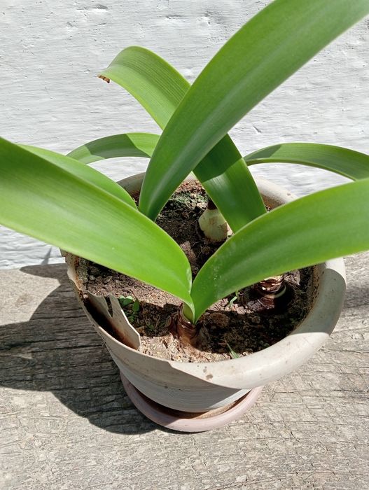 Гипеаструм, детки.