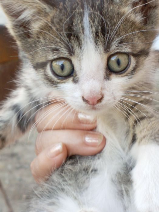 Отдам котят в добрые руки