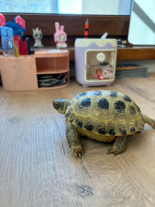 Черепаха сухопутная